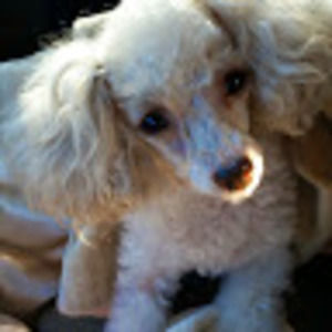 Meet your Posher, Norma